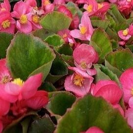 Begonia GL Rose