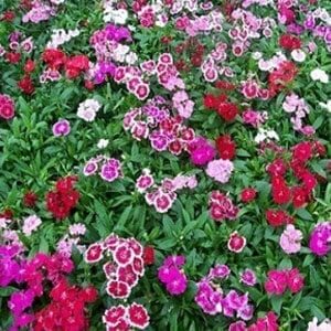 DIANTHUS
