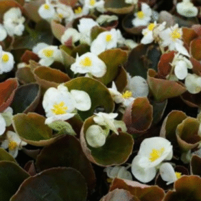 Screenshot 2026-01-13 092546