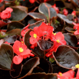 Screenshot 2026-01-13 092649