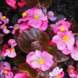 Screenshot 2026-01-13 092853