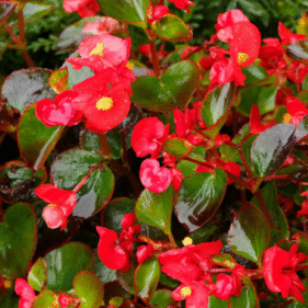 Screenshot 2026-01-13 093139