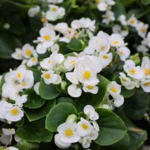 Screenshot 2026-01-13 093449