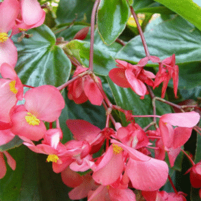 Screenshot 2026-01-13 094246