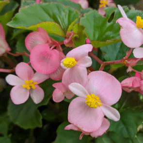 Screenshot 2026-01-13 095303