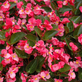 Screenshot 2026-01-13 095818