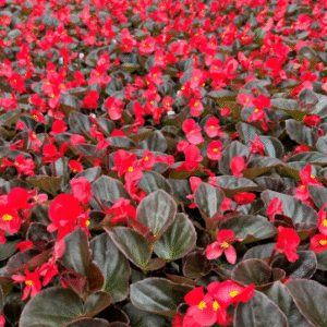 Screenshot 2026-01-13 095956