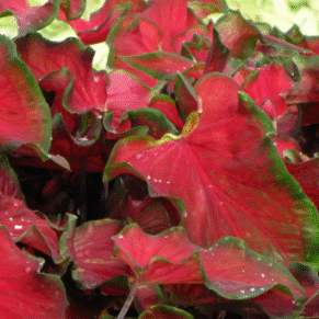 Screenshot 2026-01-13 100702