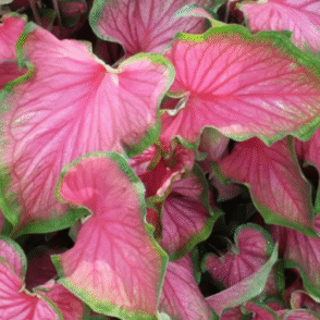 Screenshot 2026-01-13 101845