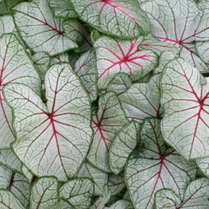 Screenshot 2026-01-13 101946