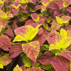 Screenshot 2026-01-13 103035