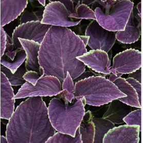 Screenshot 2026-01-13 103338