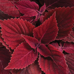 Screenshot 2026-01-13 103708