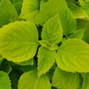 Screenshot 2026-01-13 104238