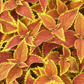 Screenshot 2026-01-13 104506