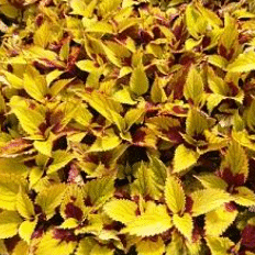 Screenshot 2026-01-13 104638