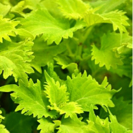 Screenshot 2026-01-13 104940