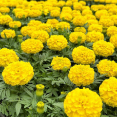 Screenshot 2026-01-13 110618