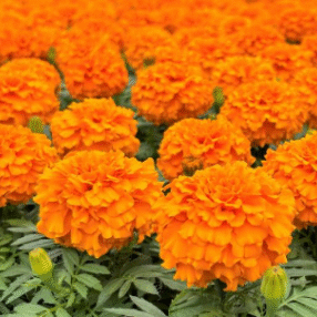 Screenshot 2026-01-13 110712