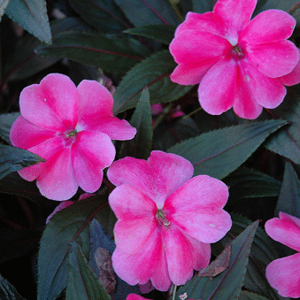 Screenshot 2026-01-13 114717