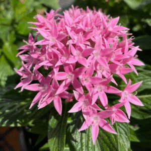 Screenshot 2026-01-13 120419