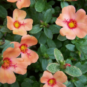 Screenshot 2026-01-13 121705