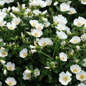 Screenshot 2026-01-13 121722