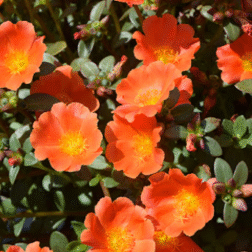 Screenshot 2026-01-13 121829