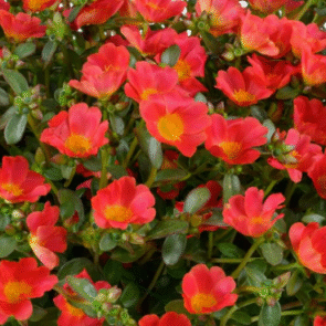 Screenshot 2026-01-13 122017