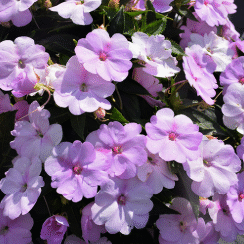 Screenshot 2026-01-13 123104