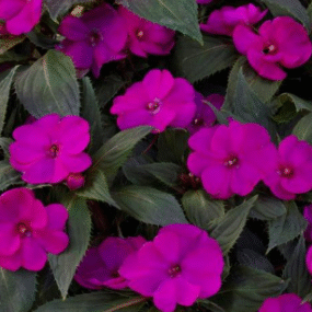 Screenshot 2026-01-13 123246