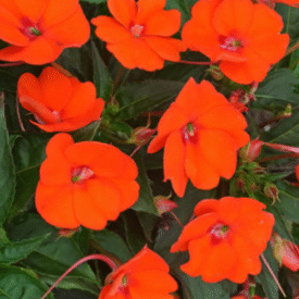 Screenshot 2026-01-13 123338