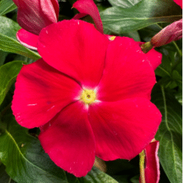 Screenshot 2026-01-13 124723