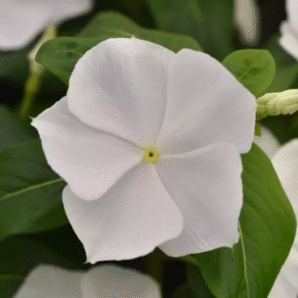 Screenshot 2026-01-13 124816