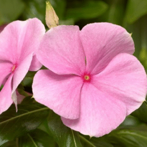 Screenshot 2026-01-13 125254