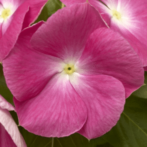 Screenshot 2026-01-13 125424