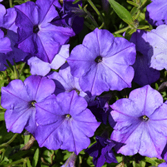 Screenshot 2026-01-16 152240