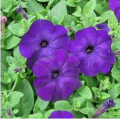 Screenshot 2026-01-16 153124