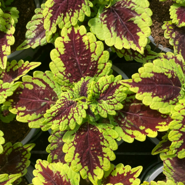 Screenshot 2026-01-24 093555