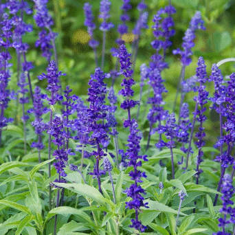 Screenshot 2026-01-24 094018