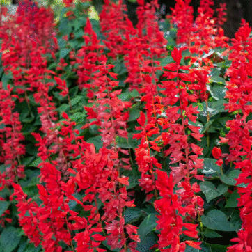 Screenshot 2026-01-24 094112