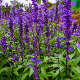 Screenshot 2026-01-24 094149