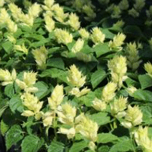 Screenshot 2026-01-24 094522