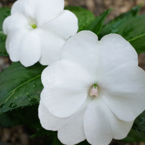 Screenshot 2026-01-24 094612