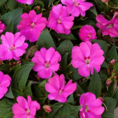 Screenshot 2026-01-24 094702